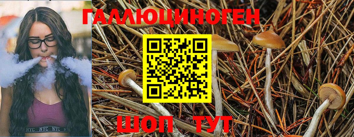Псилоцибиновые грибы Psilocybe Арсеньев